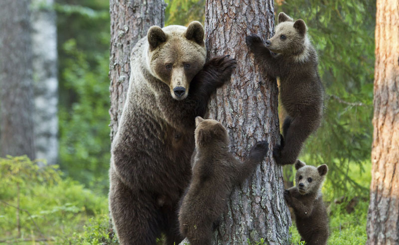 Bear cubs in Finland