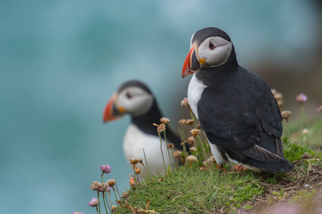Puffins and Whales in Canada 