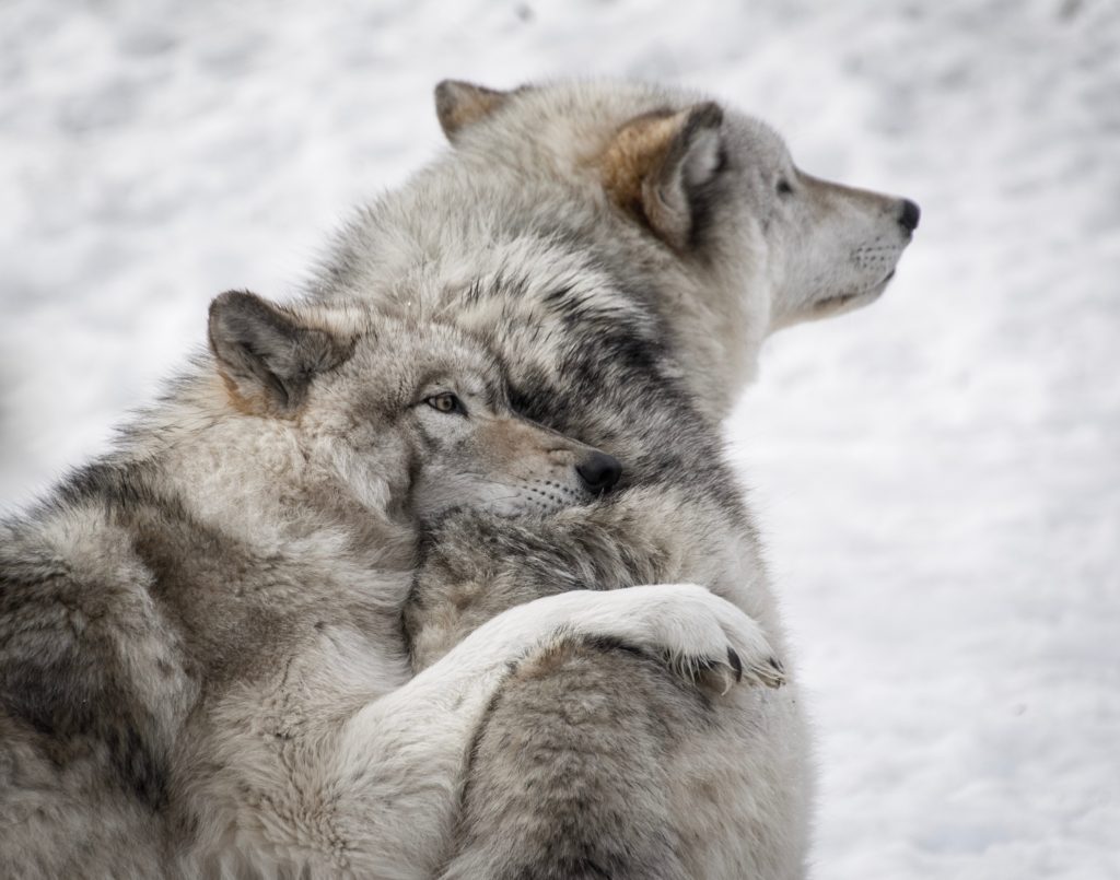 Wolves in Belarus