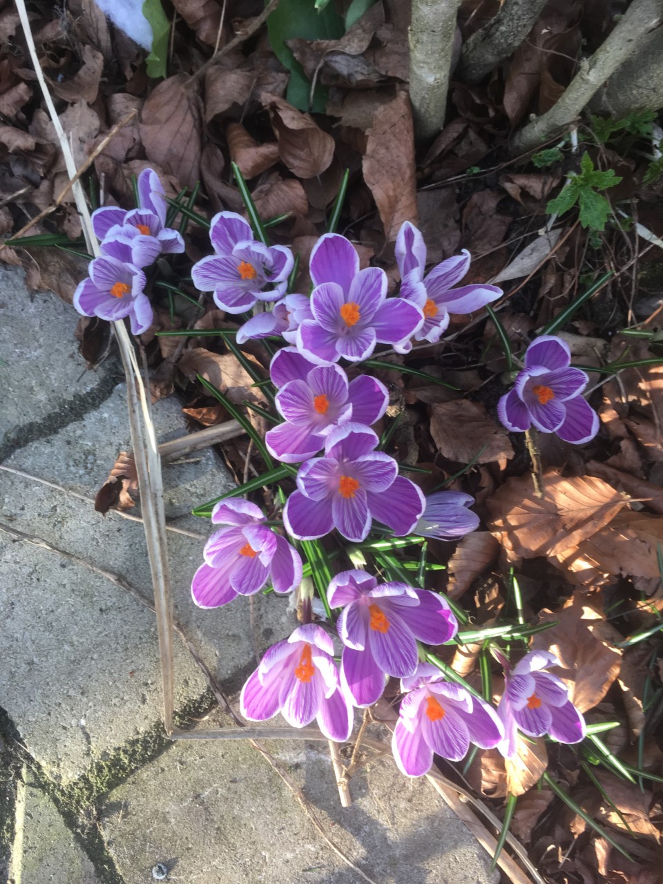 wildlife friendly garden