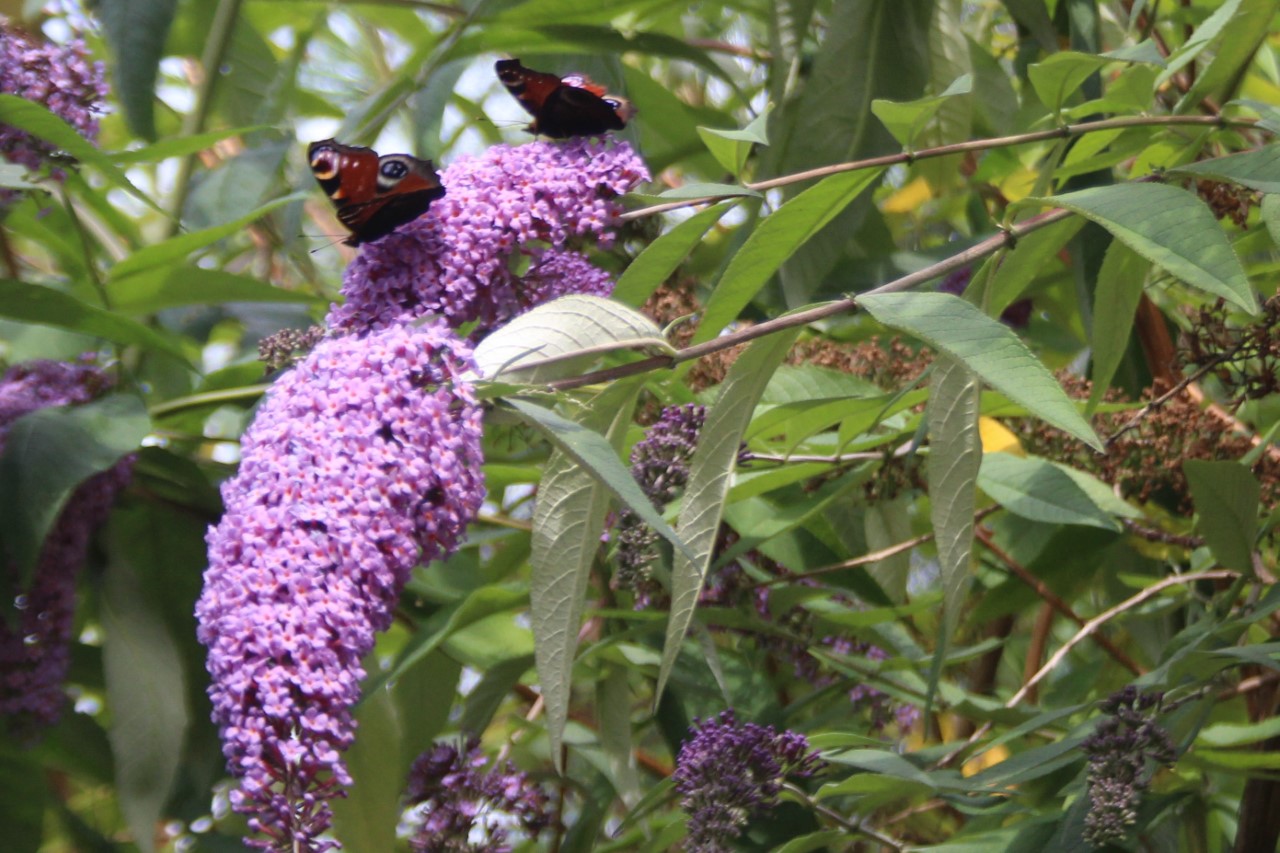 wildlife friendly garden