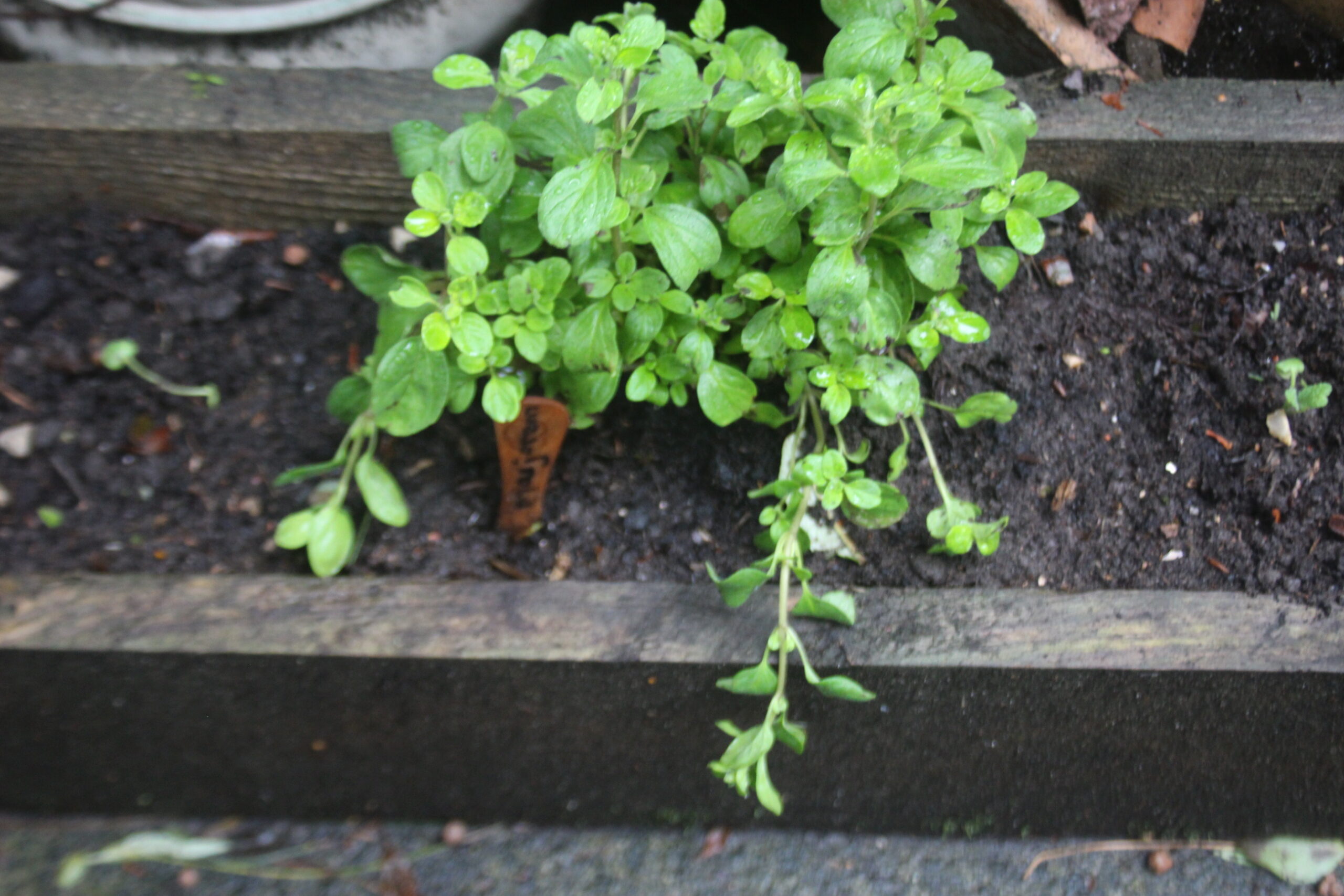 Marjoram healing herbs