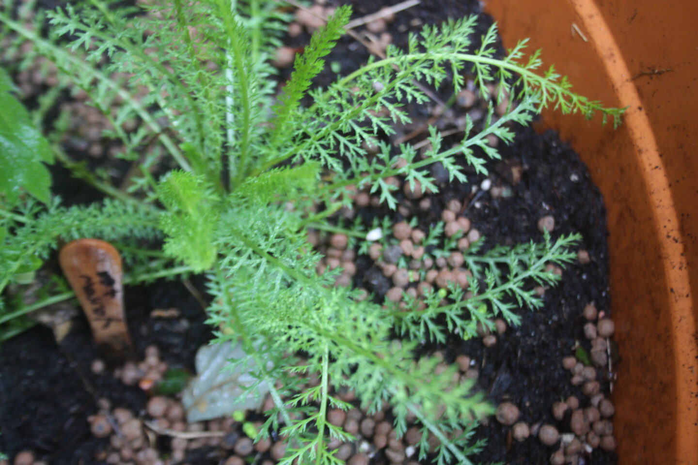 Yarrow (Perennial)