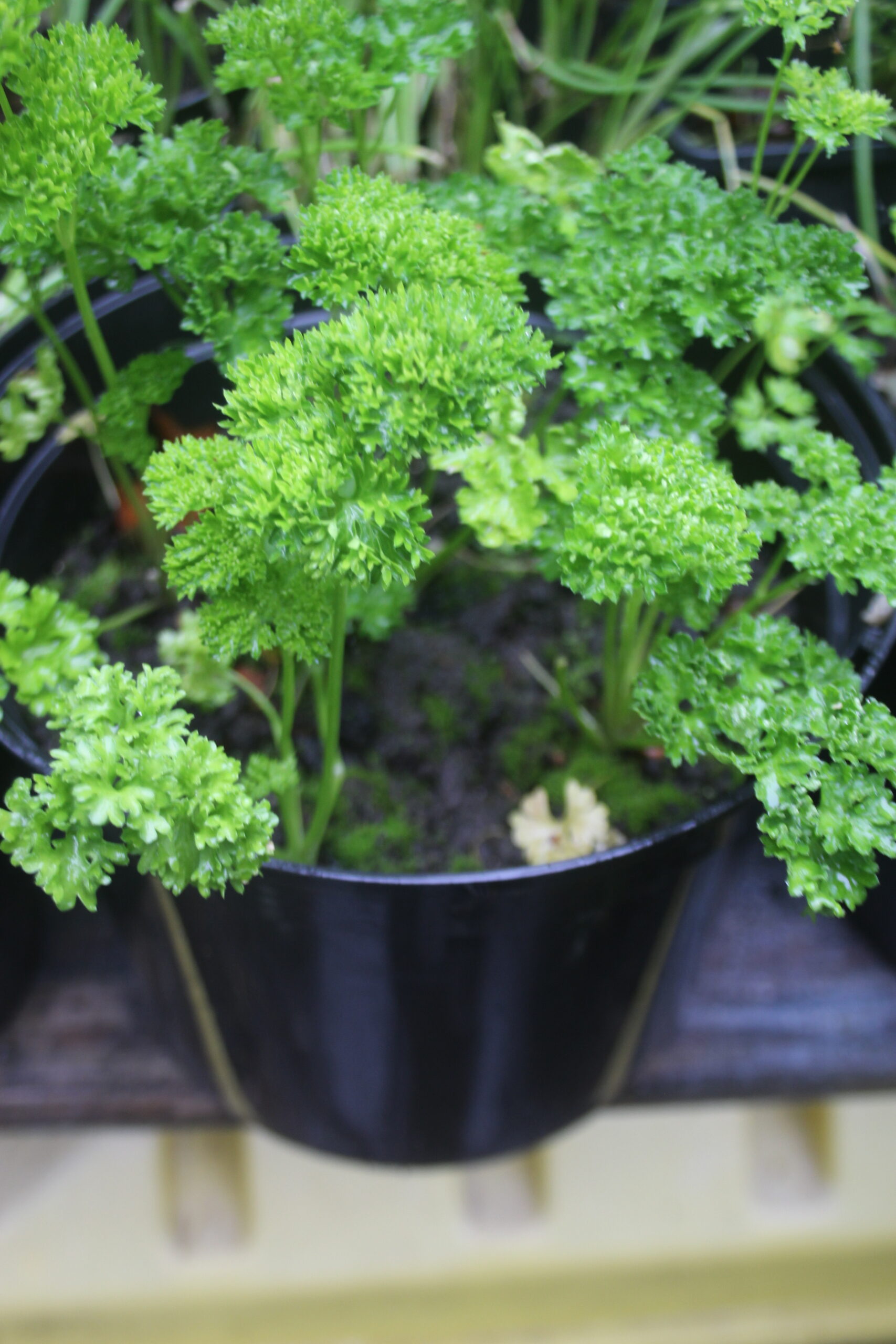 parsley healing herbs 