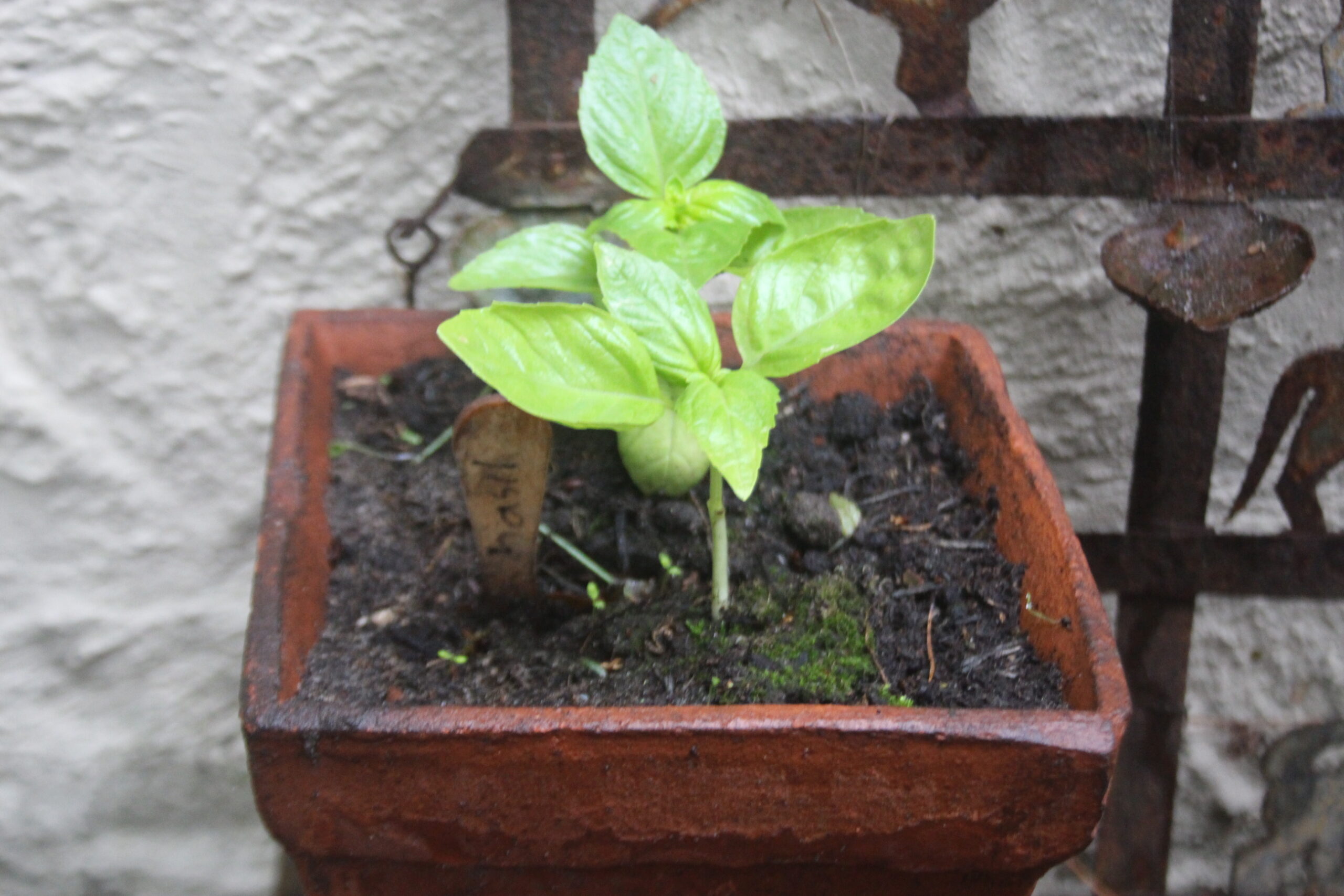 Basil healing herbs