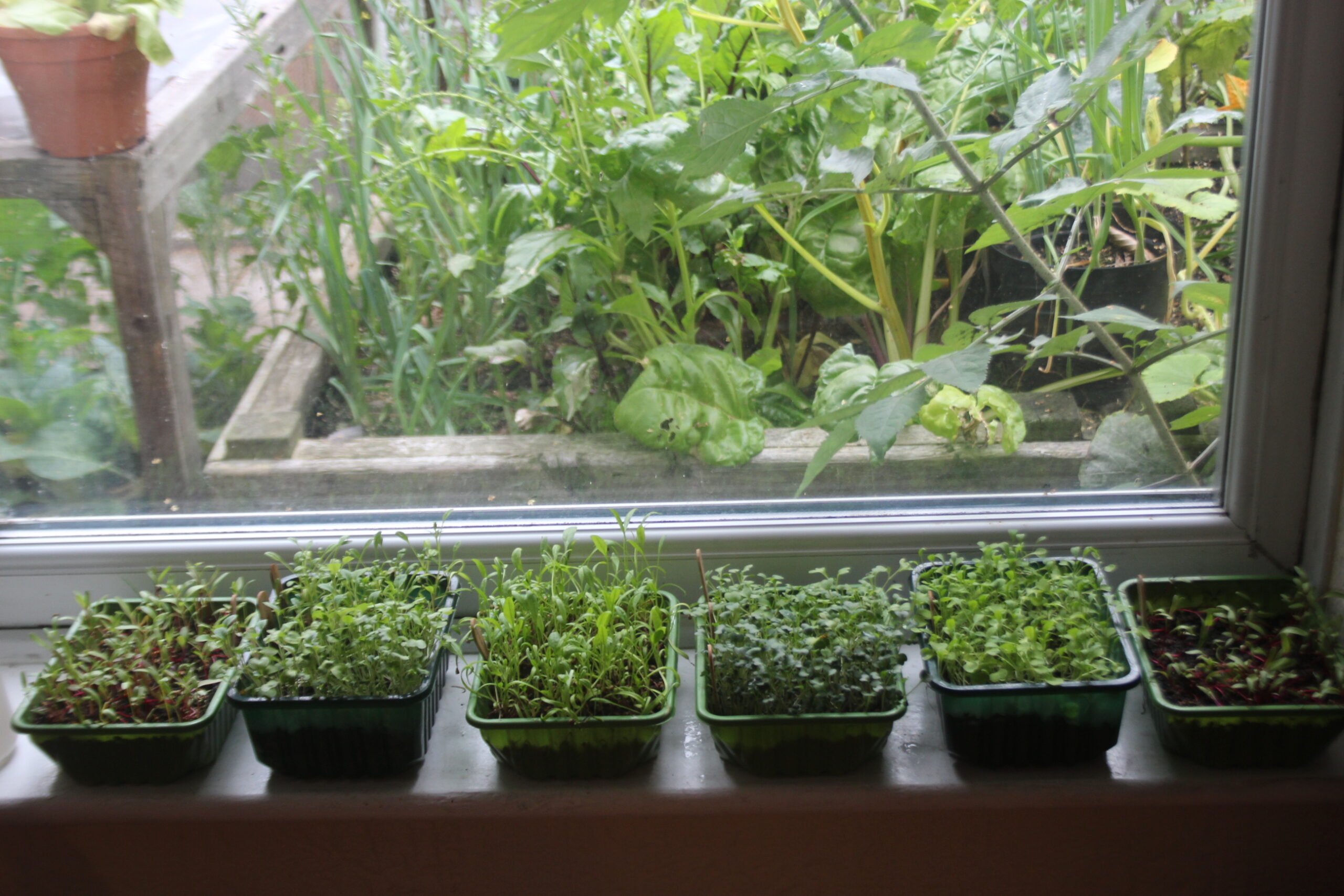 how to grow microgreens