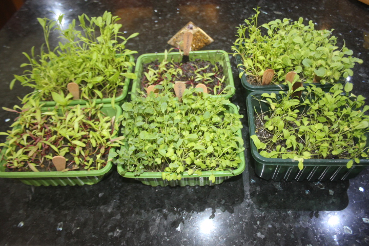 microgreens