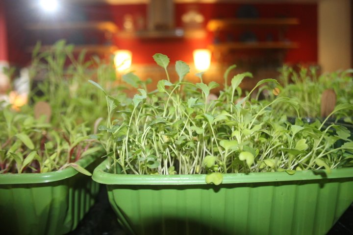 microgreens