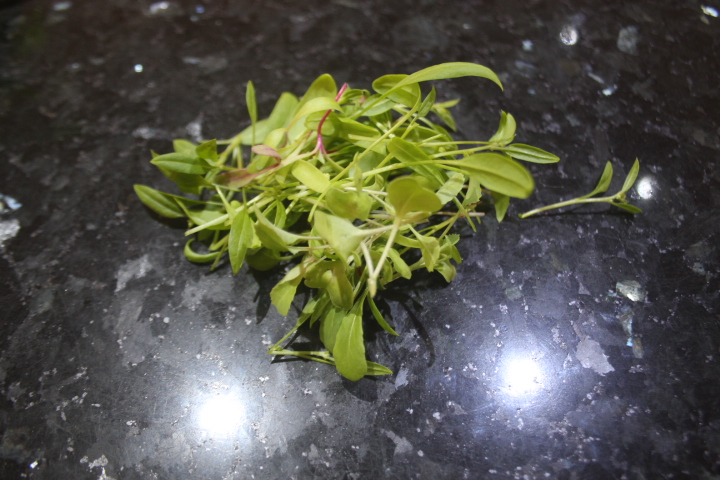 harvesting microgreens