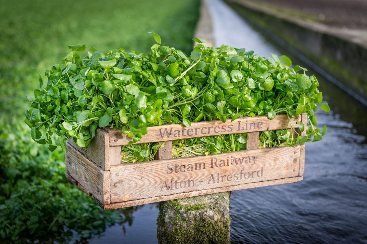 health benefits of watercress