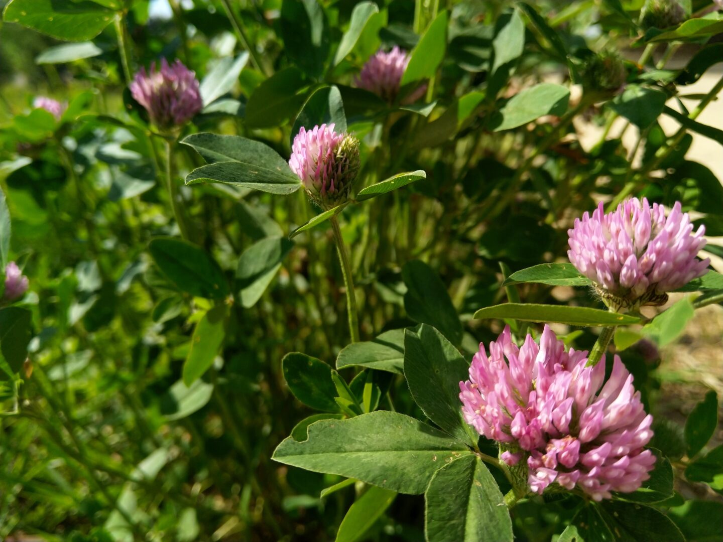 red clover benefits