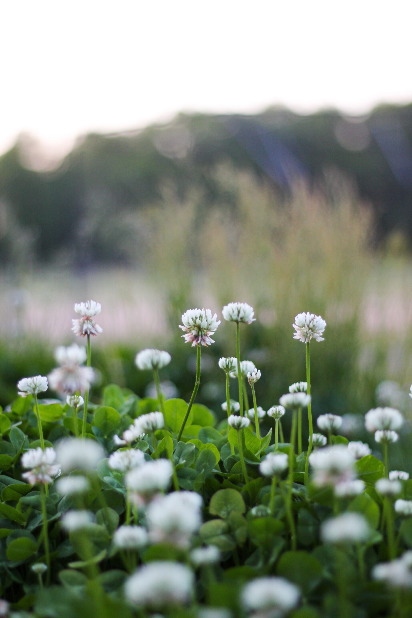 health benefits of white clover