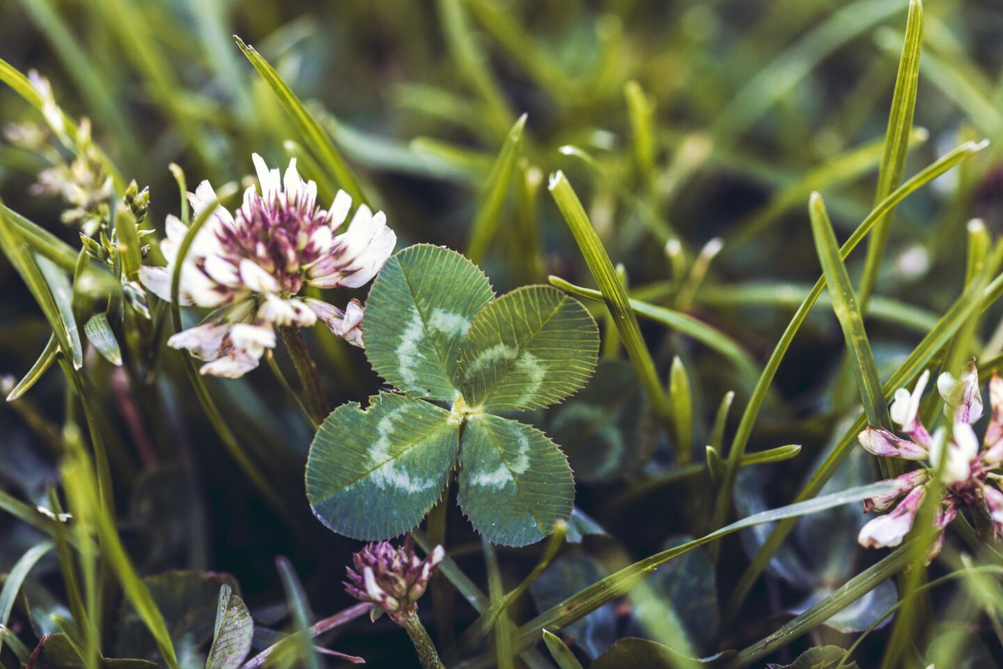 red clover benefits