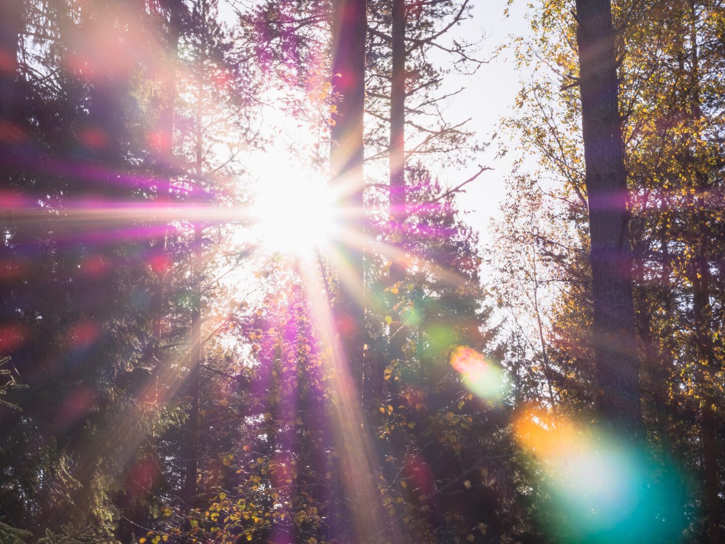 sun glinting through forest trees