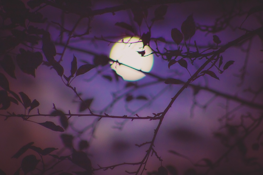 An artistic shot of the full moon int he background with evening branches in the forefront. Lookin at how the moon plays a part on our mood.