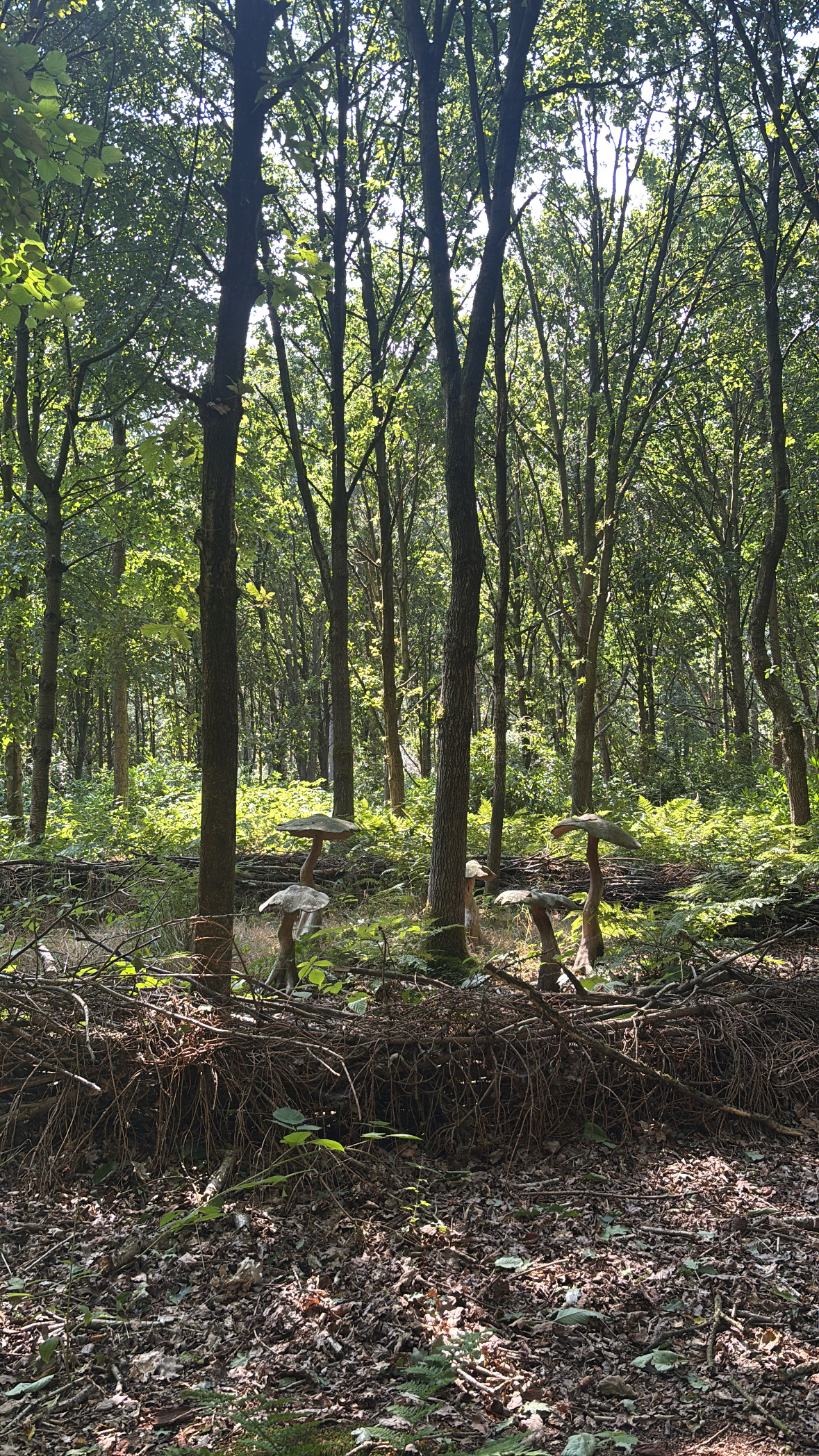 toadstool circle york