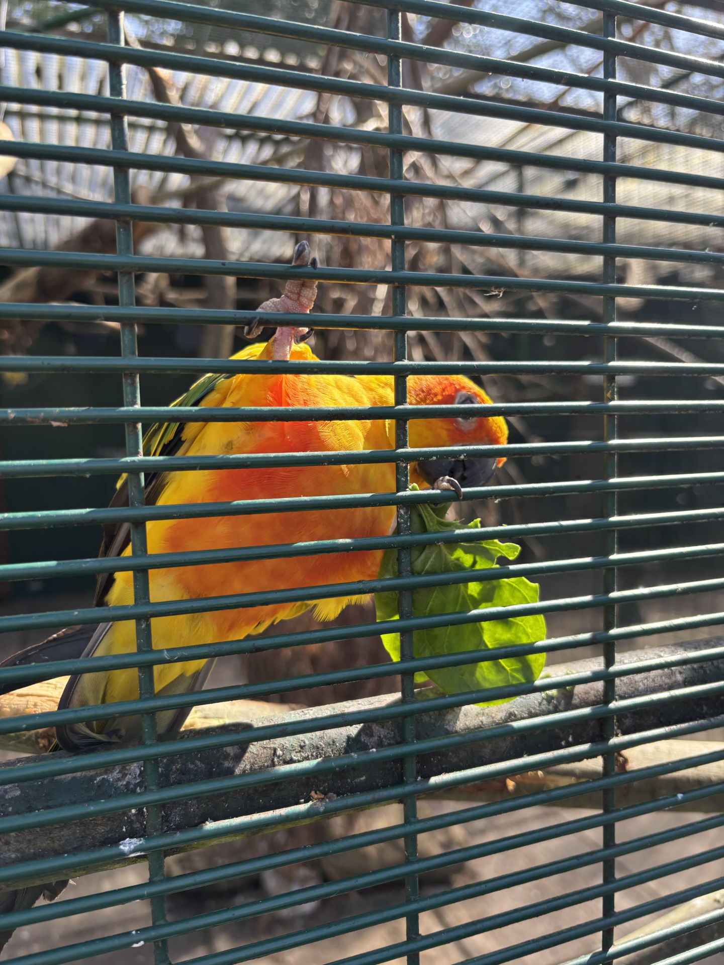 Southport botanic gardens parrot