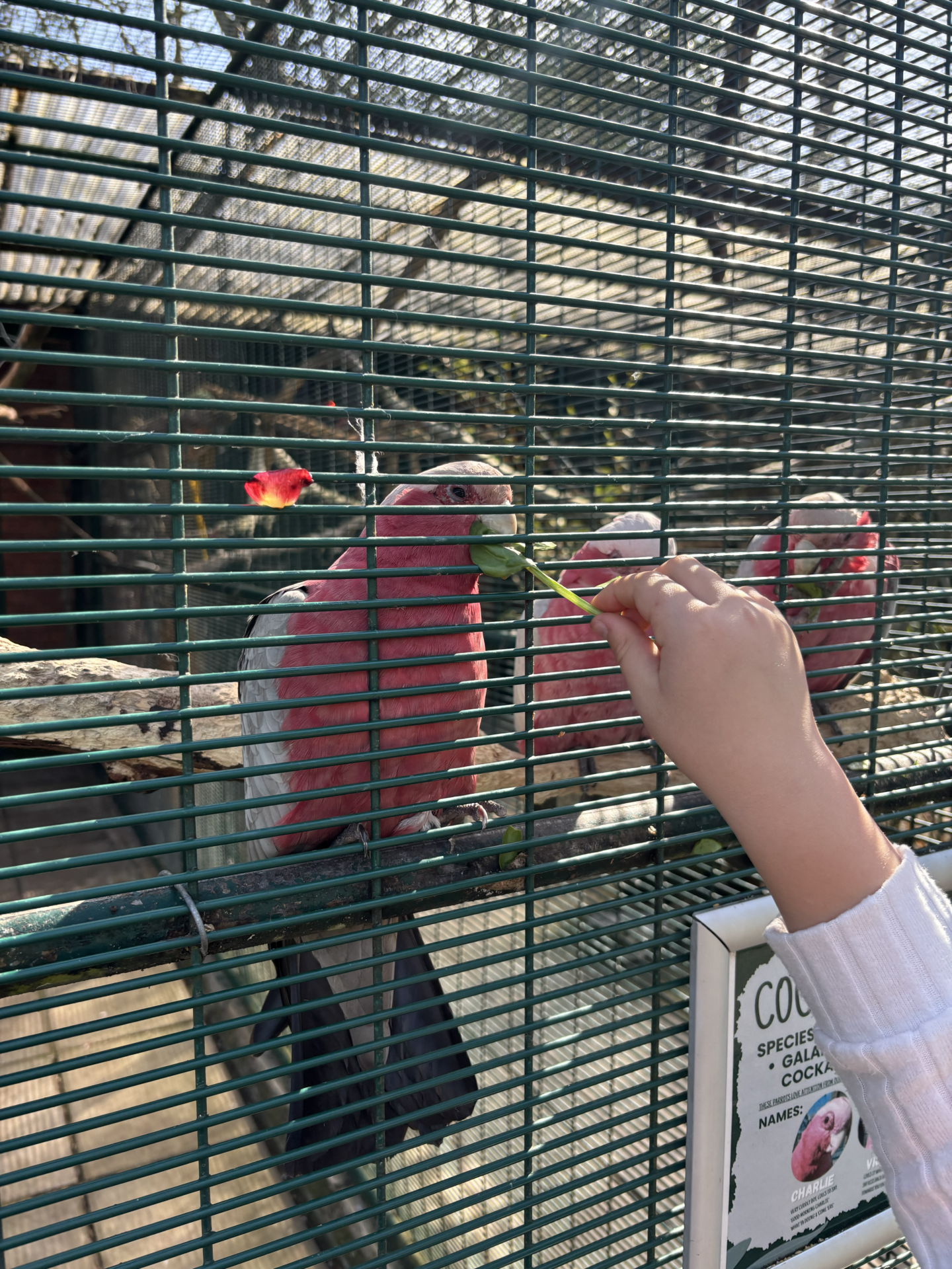 Botanic Gardens churchtown birds