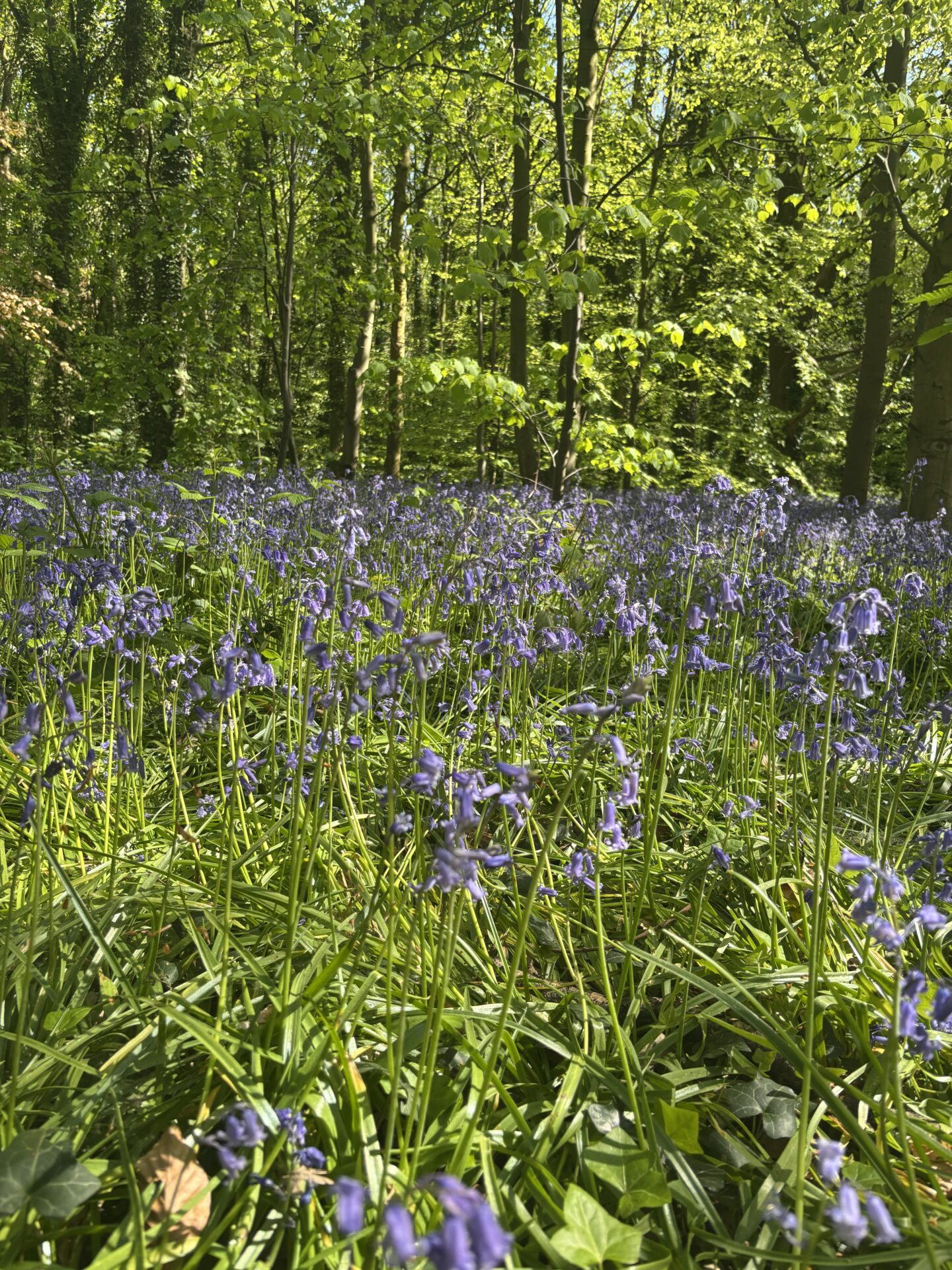 speke hall bluebells