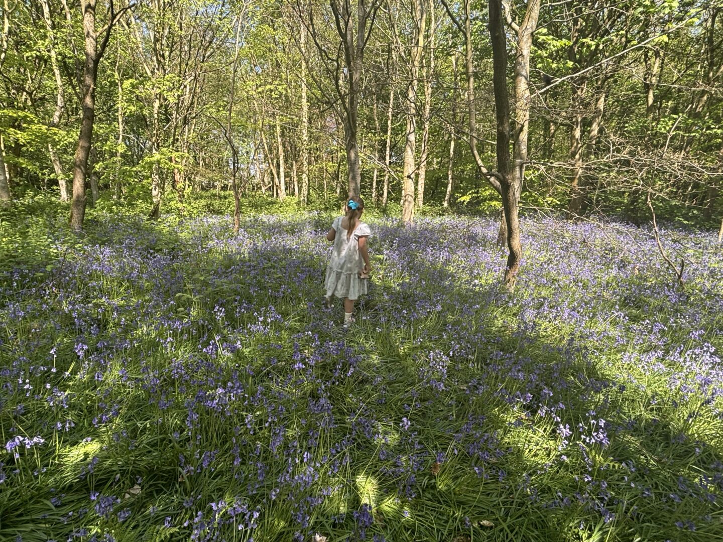 bluebell wood liverpool