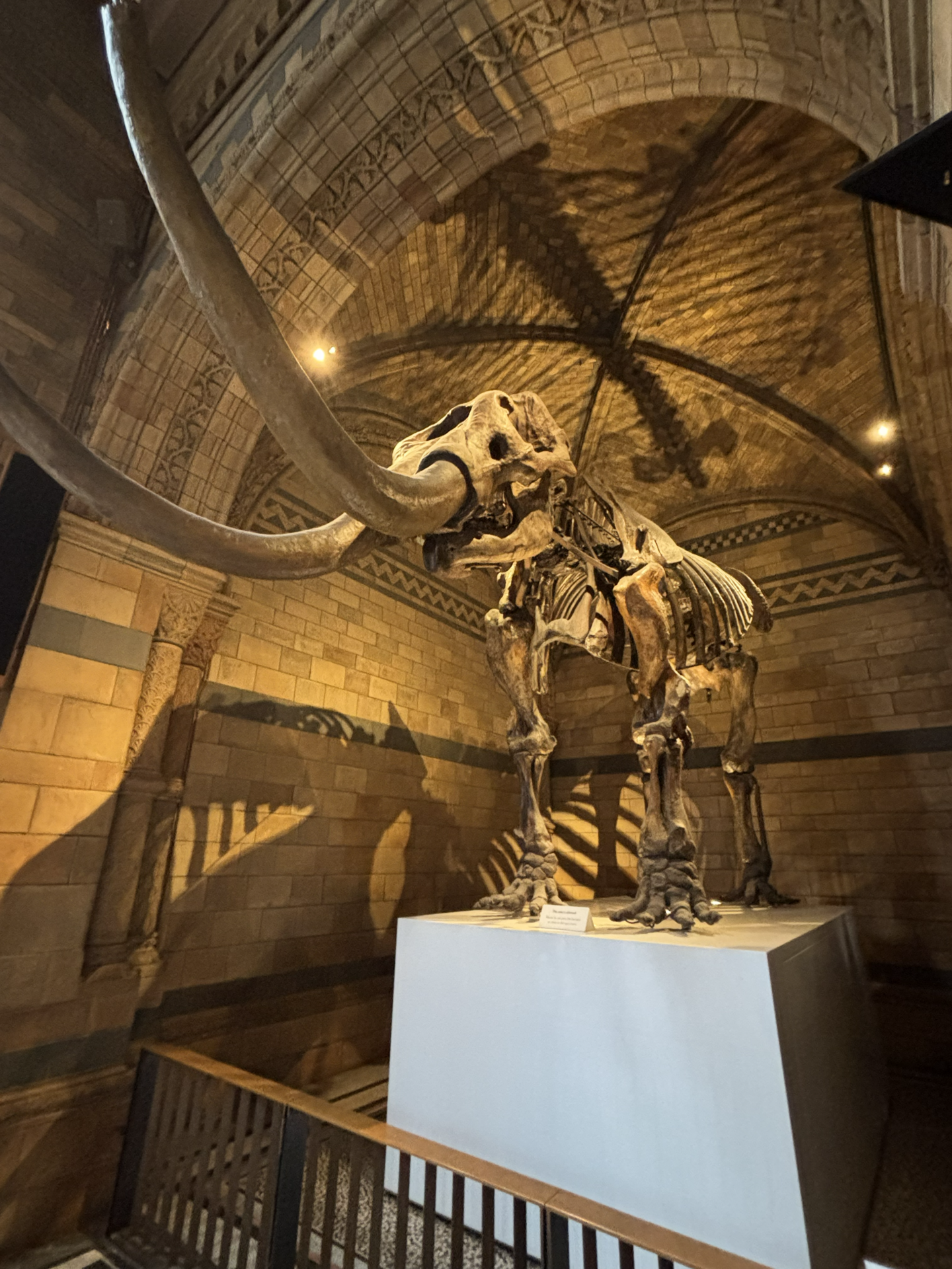 Mammoth Natural History Museum