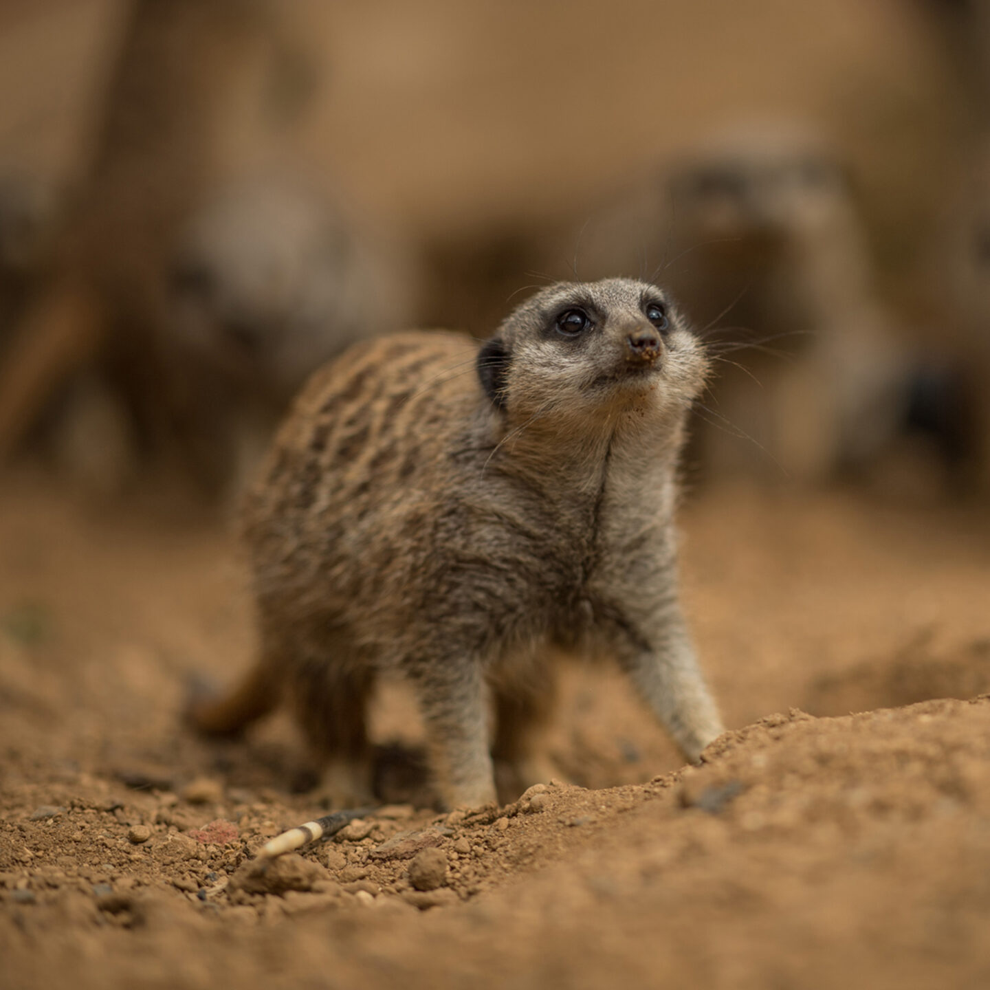 Chester zoo