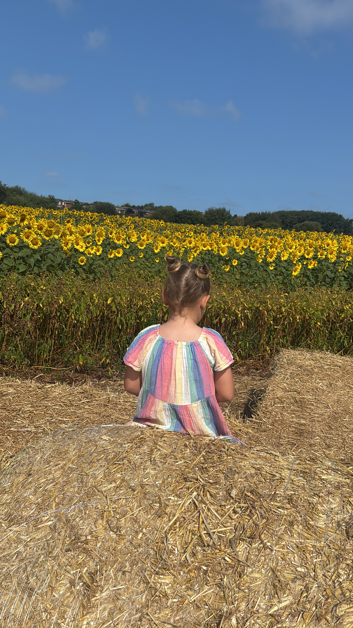 hightown sunflower reviews