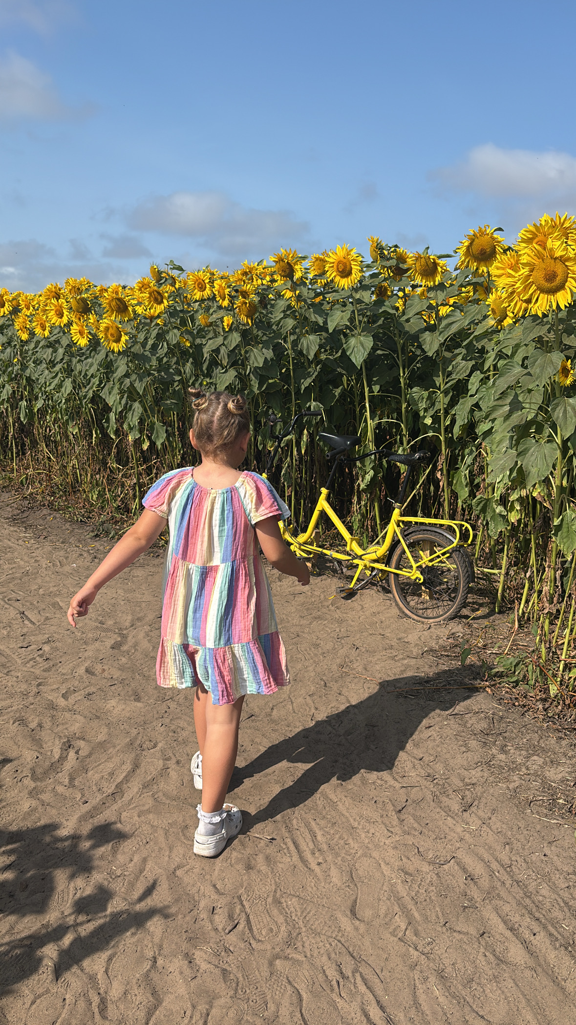 Hightown sunflowers walk