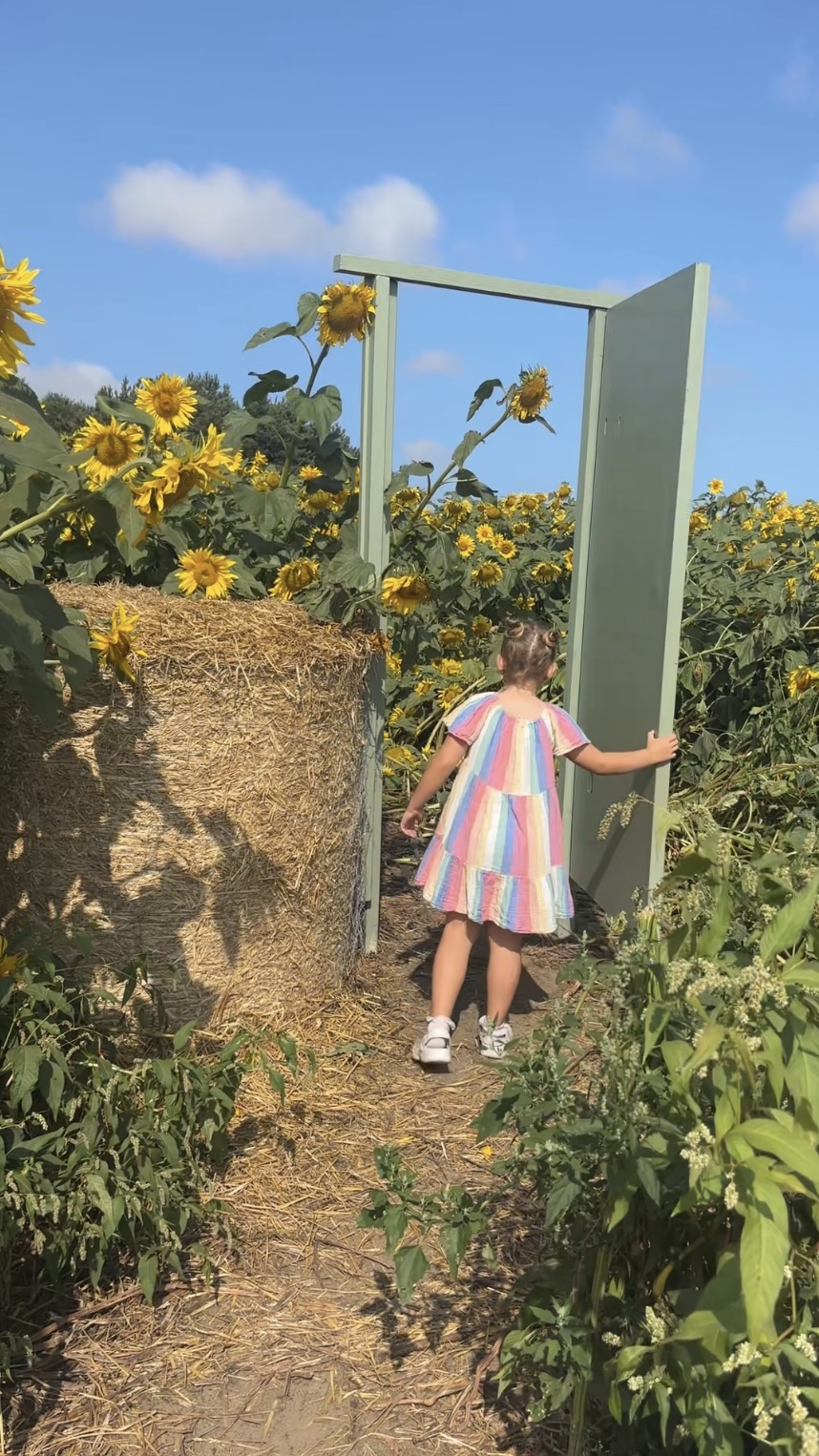 hightown sunflowers walk