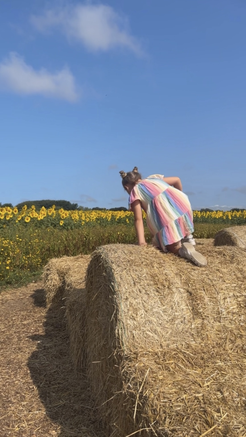 things to do at hightown sunflowers