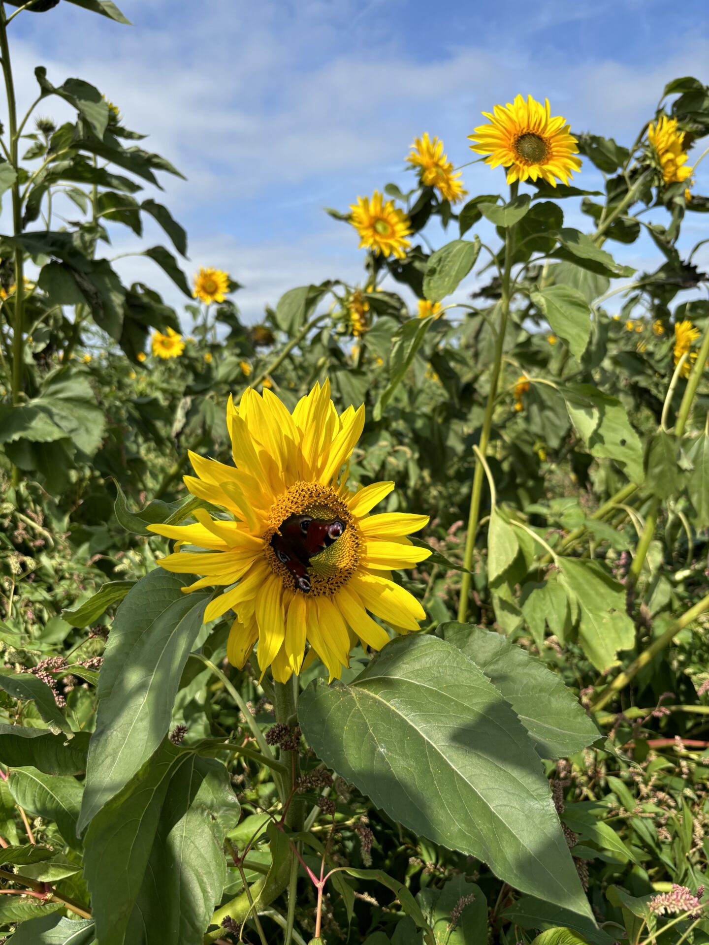 Hightown sunflower stroll