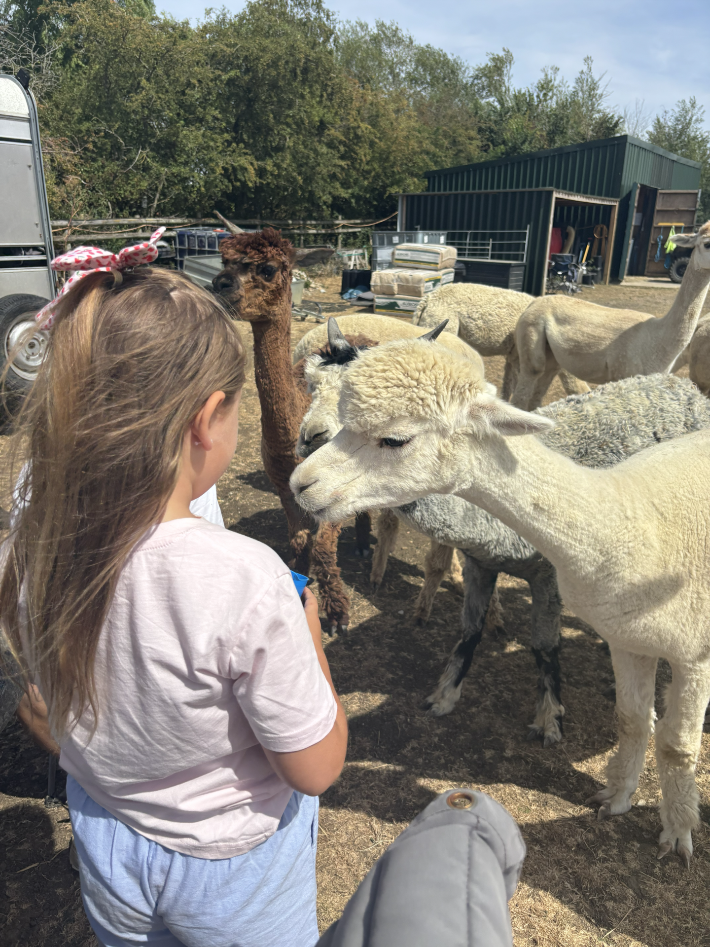 alpaca feeding for kids