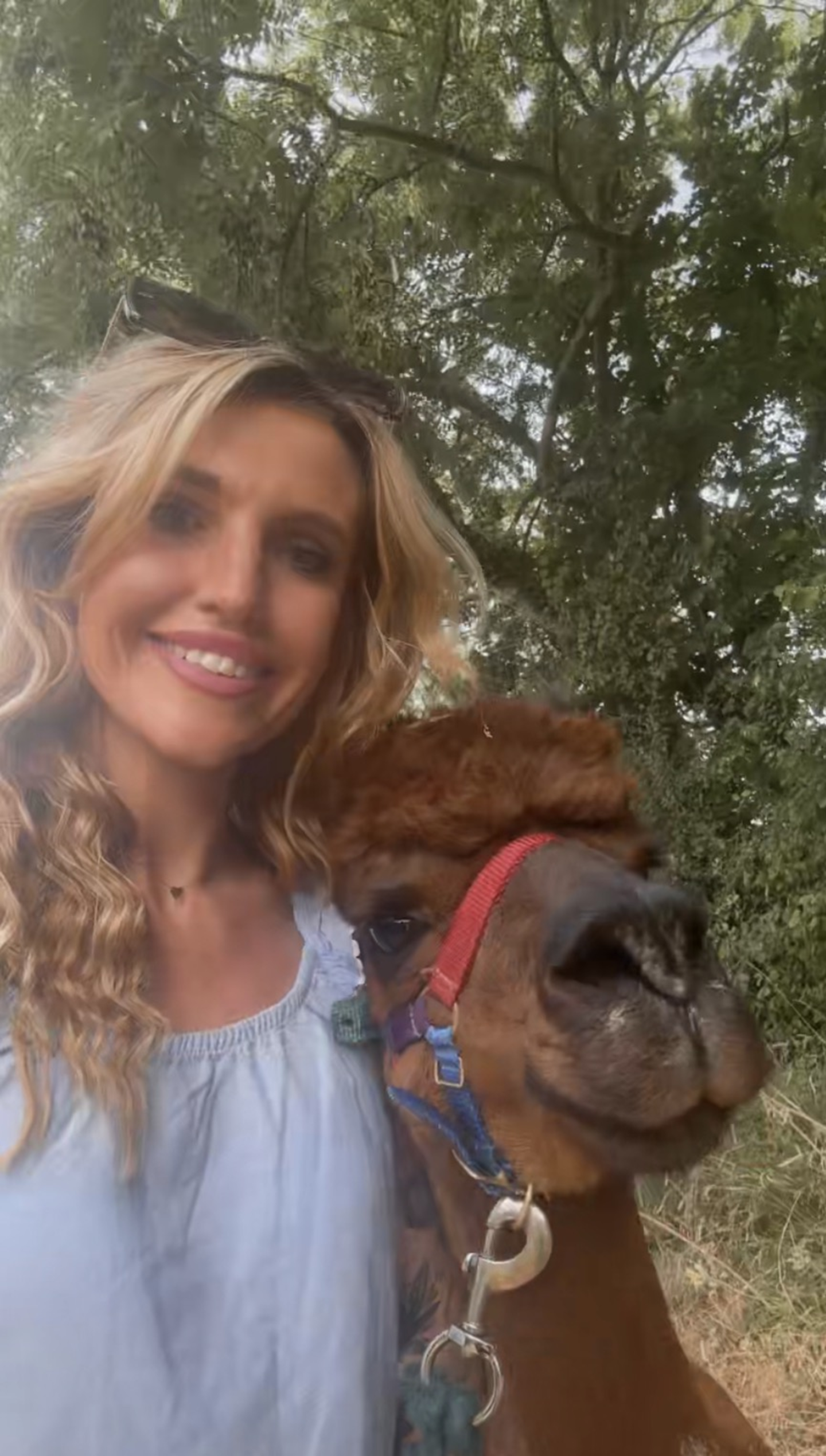 alpaca selfie