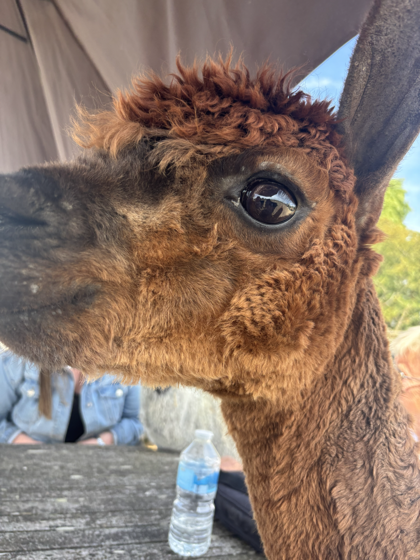 alpaca trek with kids up close

