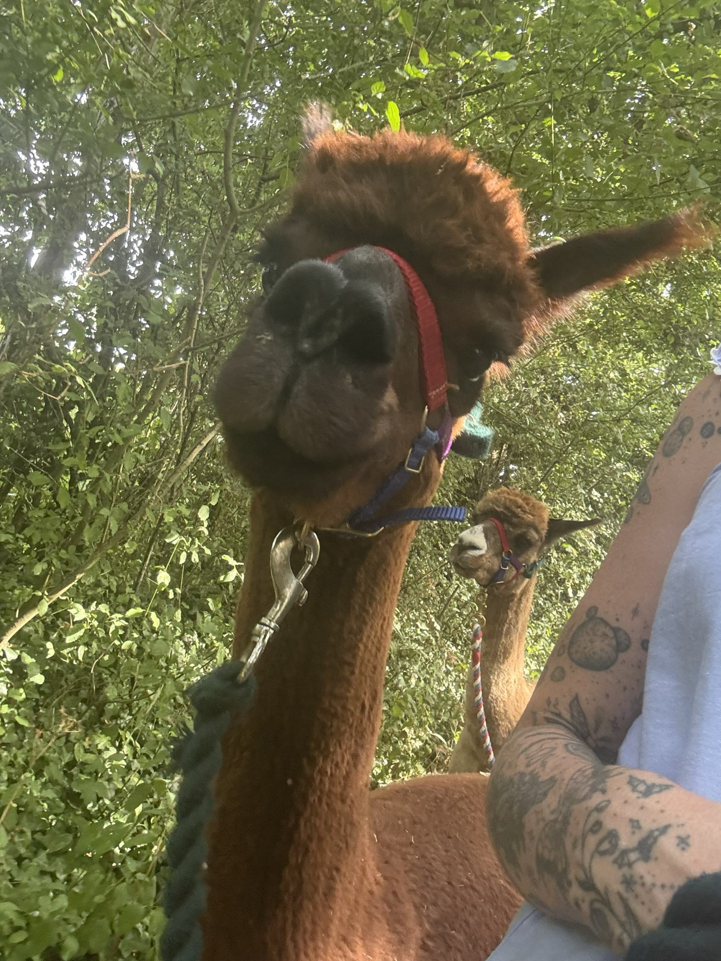 alpaca trekking
