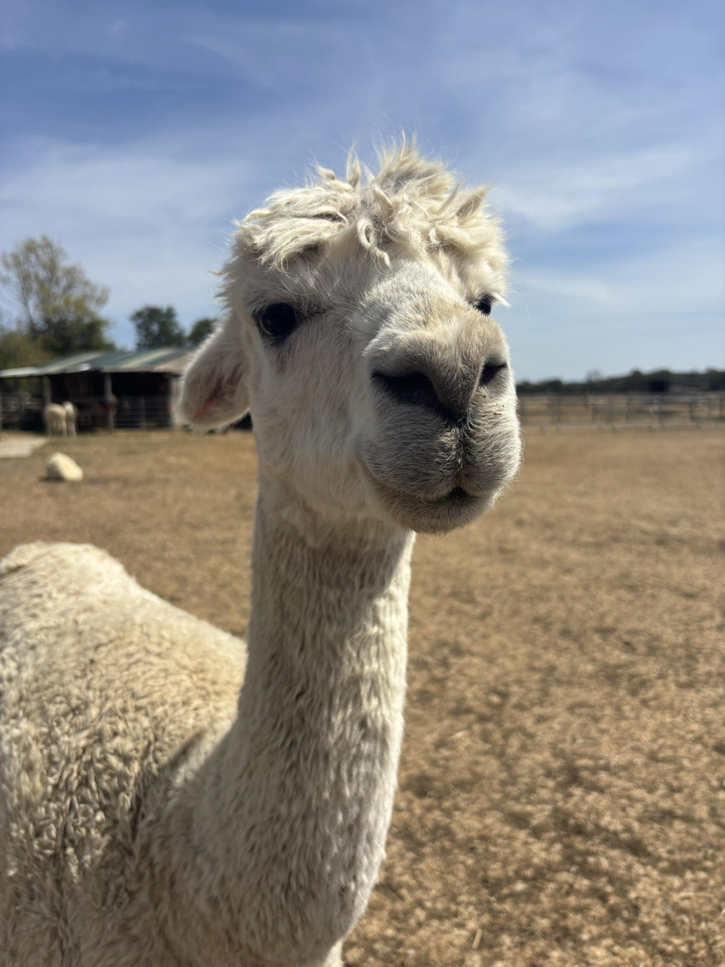 alpaca walking kids