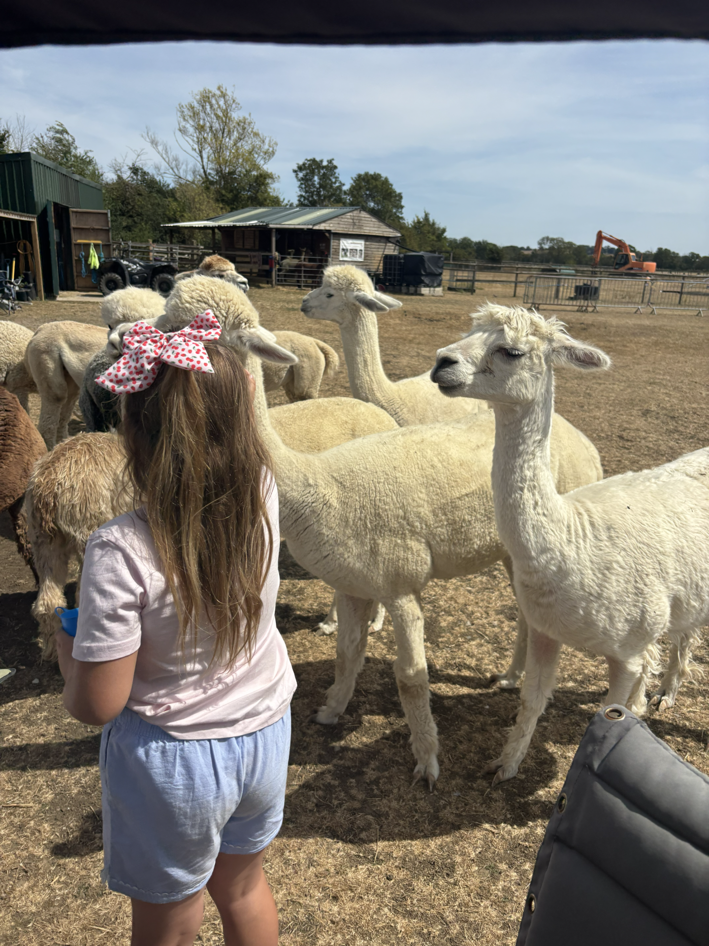 alpaca walking with kids