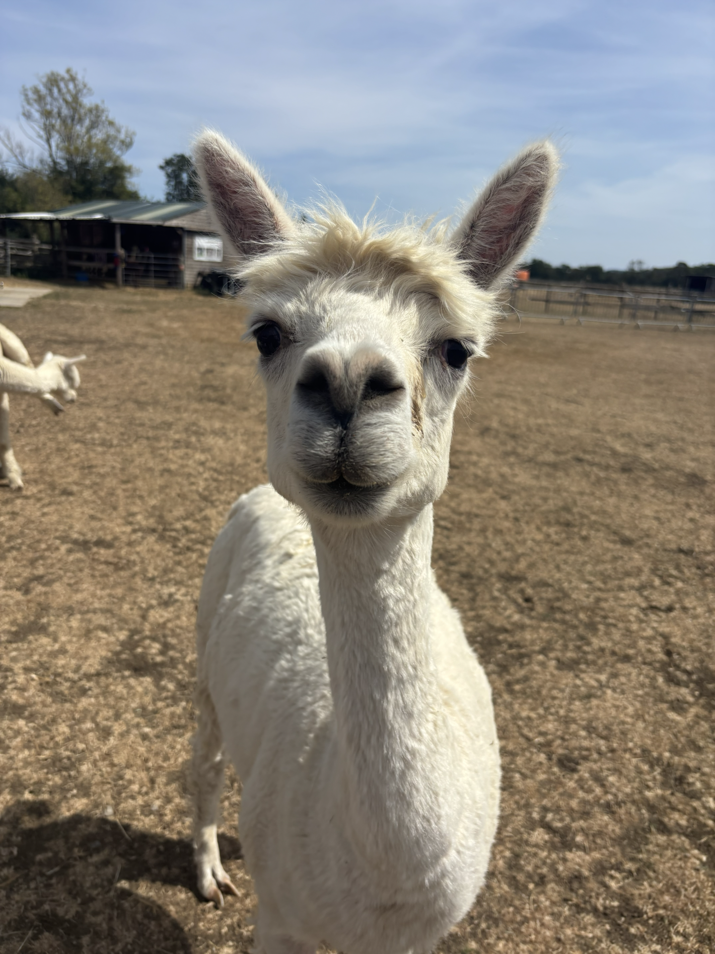 alpaca walk