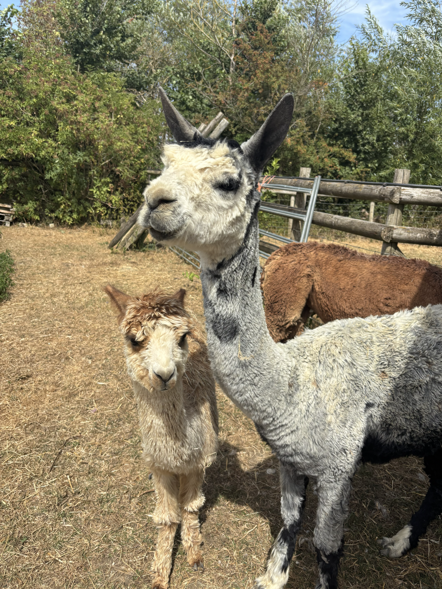 baby alpaca