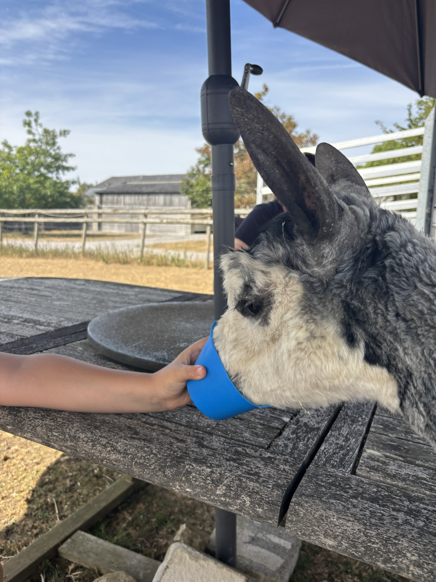 alpaca farm dorset