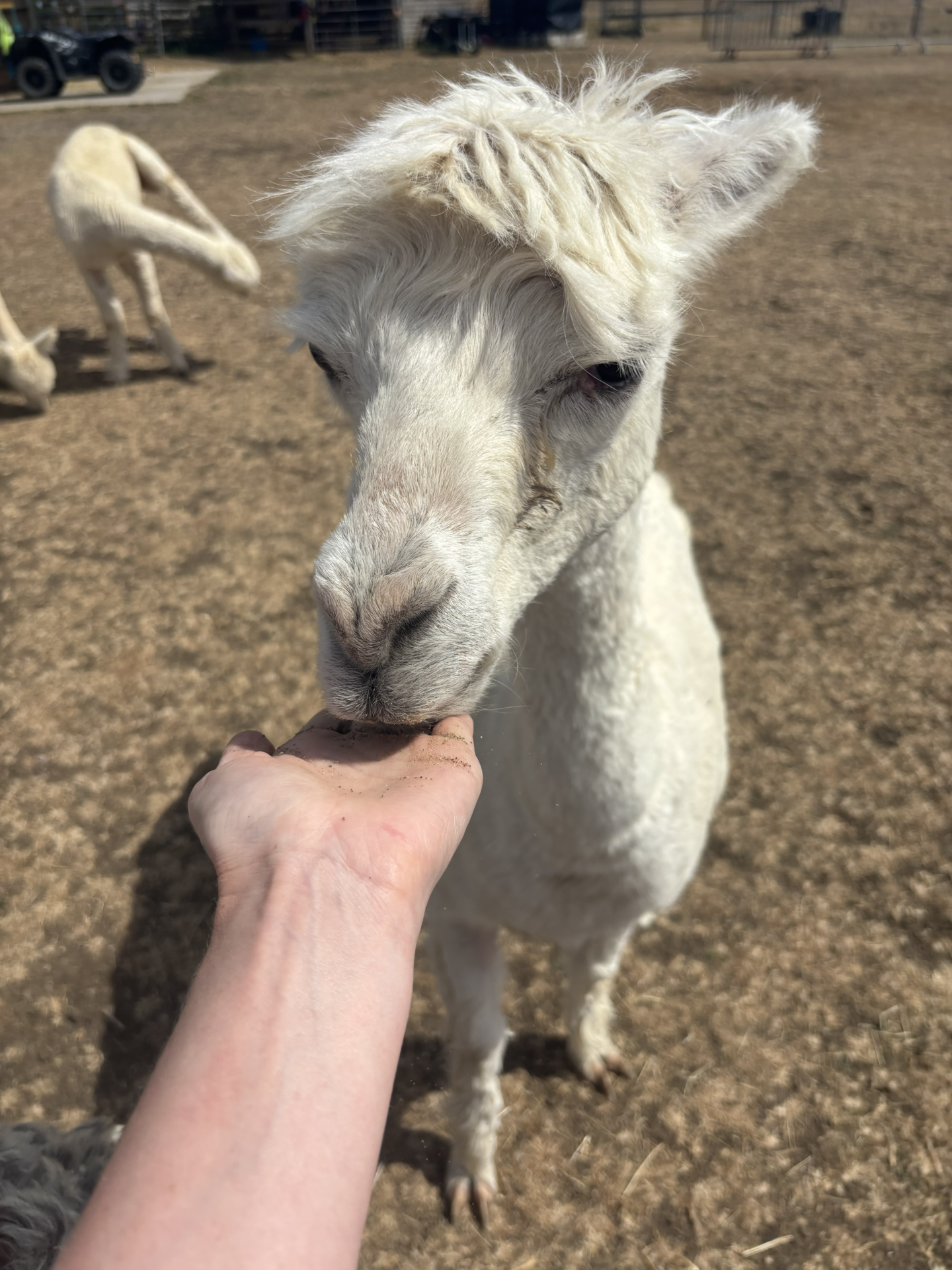feed alpacas dorset