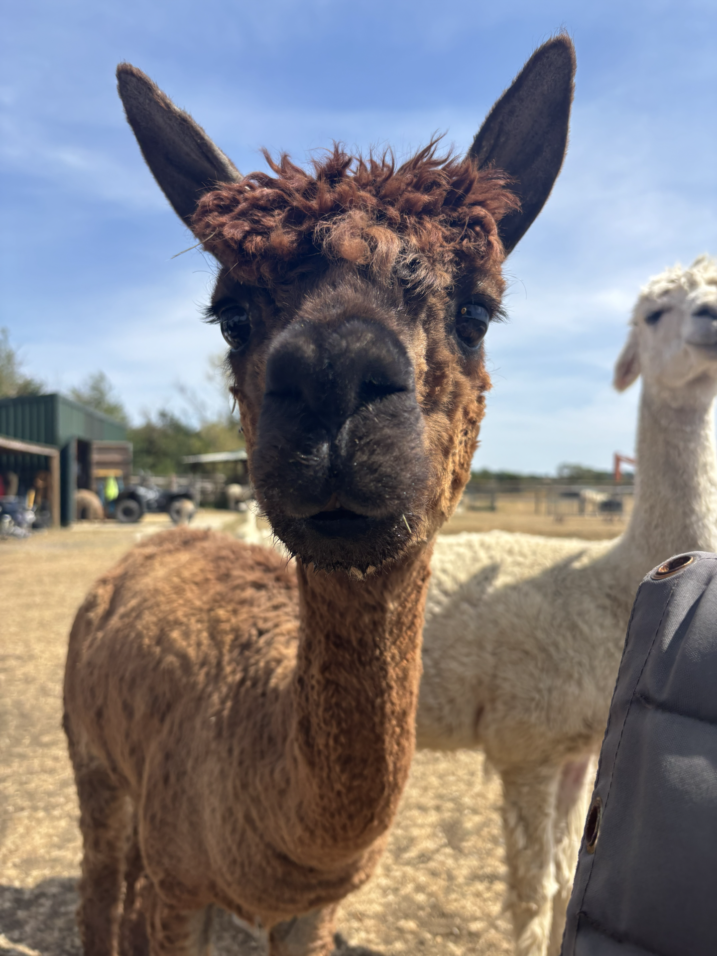 funny alpaca