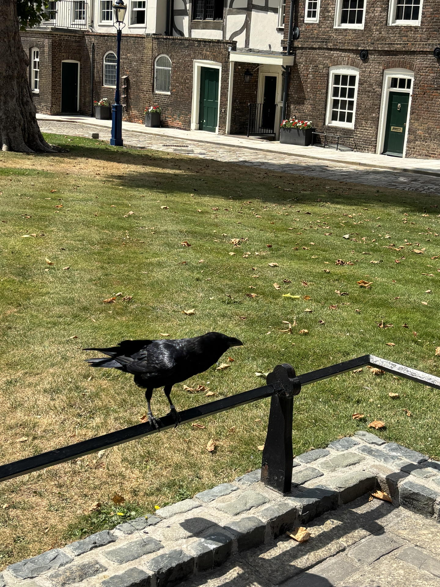 tower of london ravens