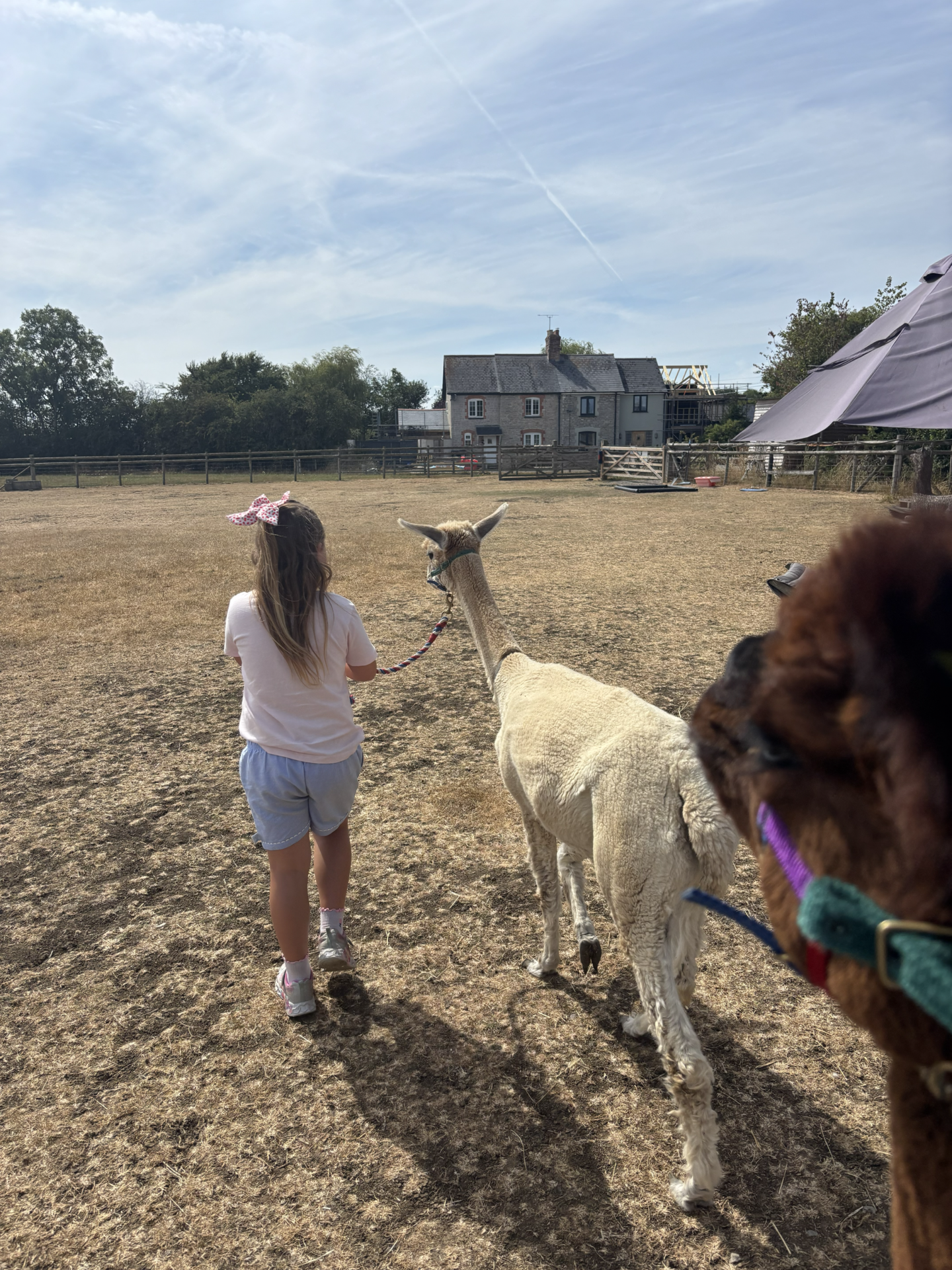 walk with alpacas
